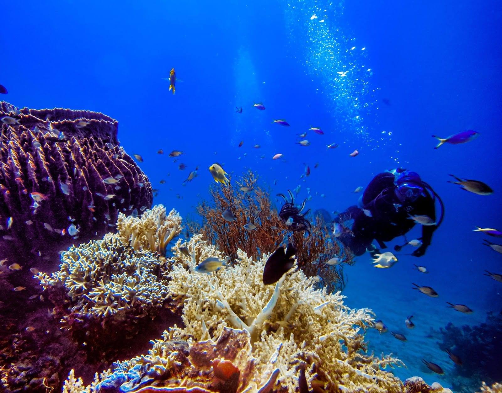 Menjangan Island in Bali
