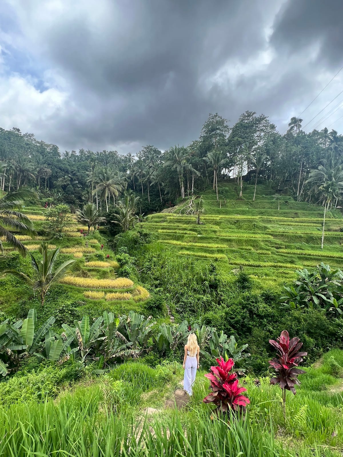 Tegallalang Rice Terrace in Bali