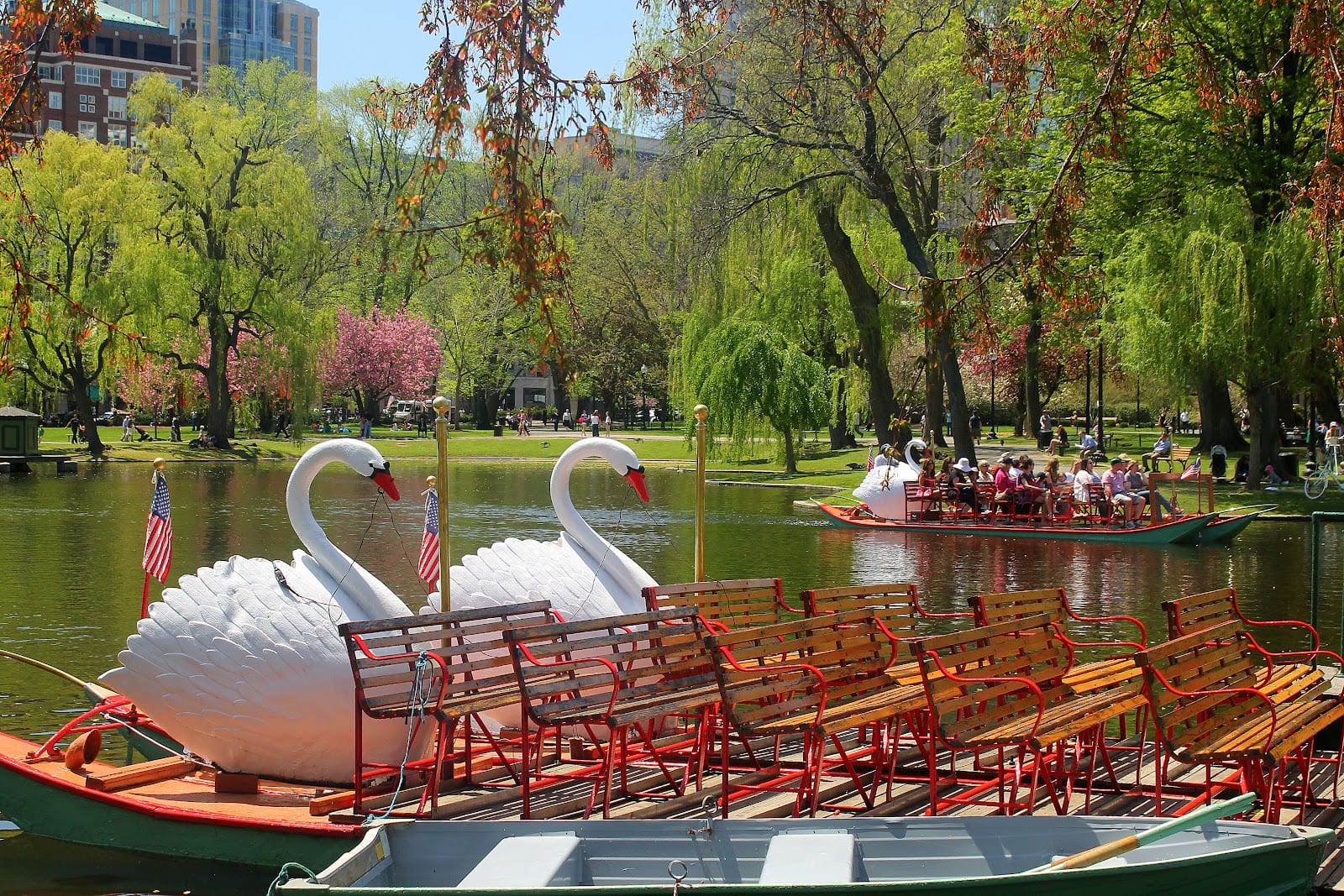 Swan boats gliding across the lagoon in Boston Public Garden on a sunny spring day.