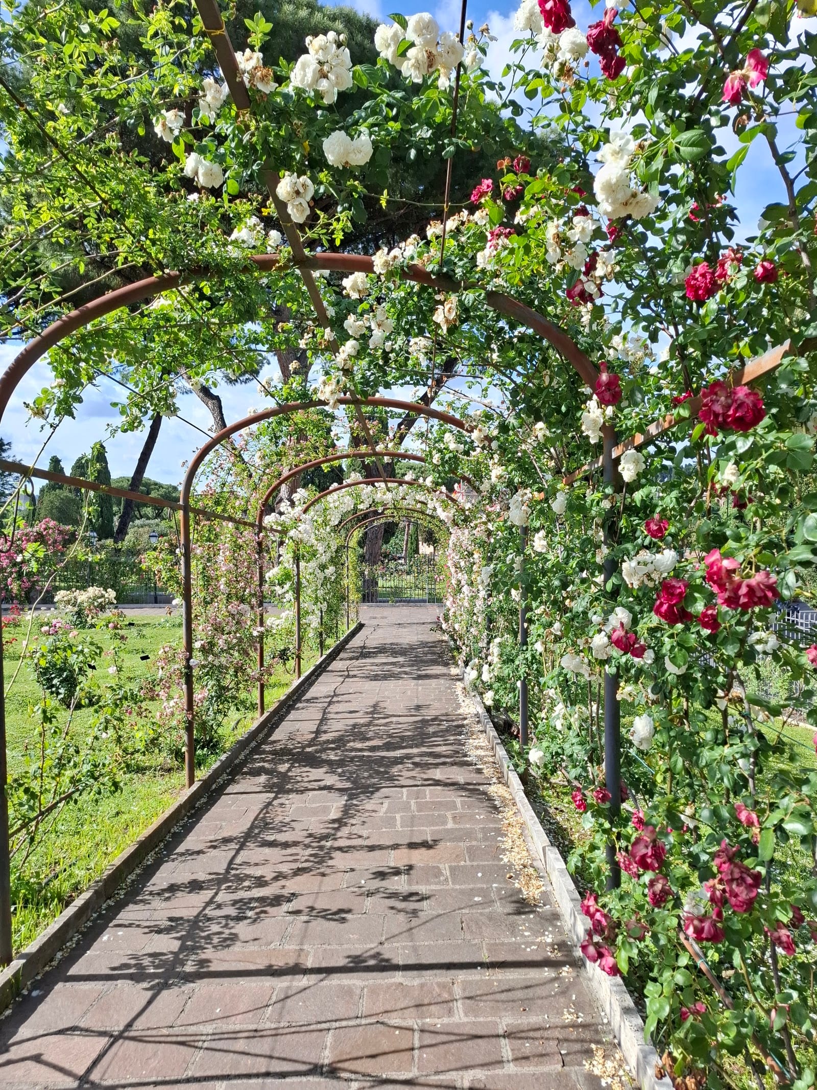 Pale cream roses in full bloom in the Roseto Comunale on the Aventine.