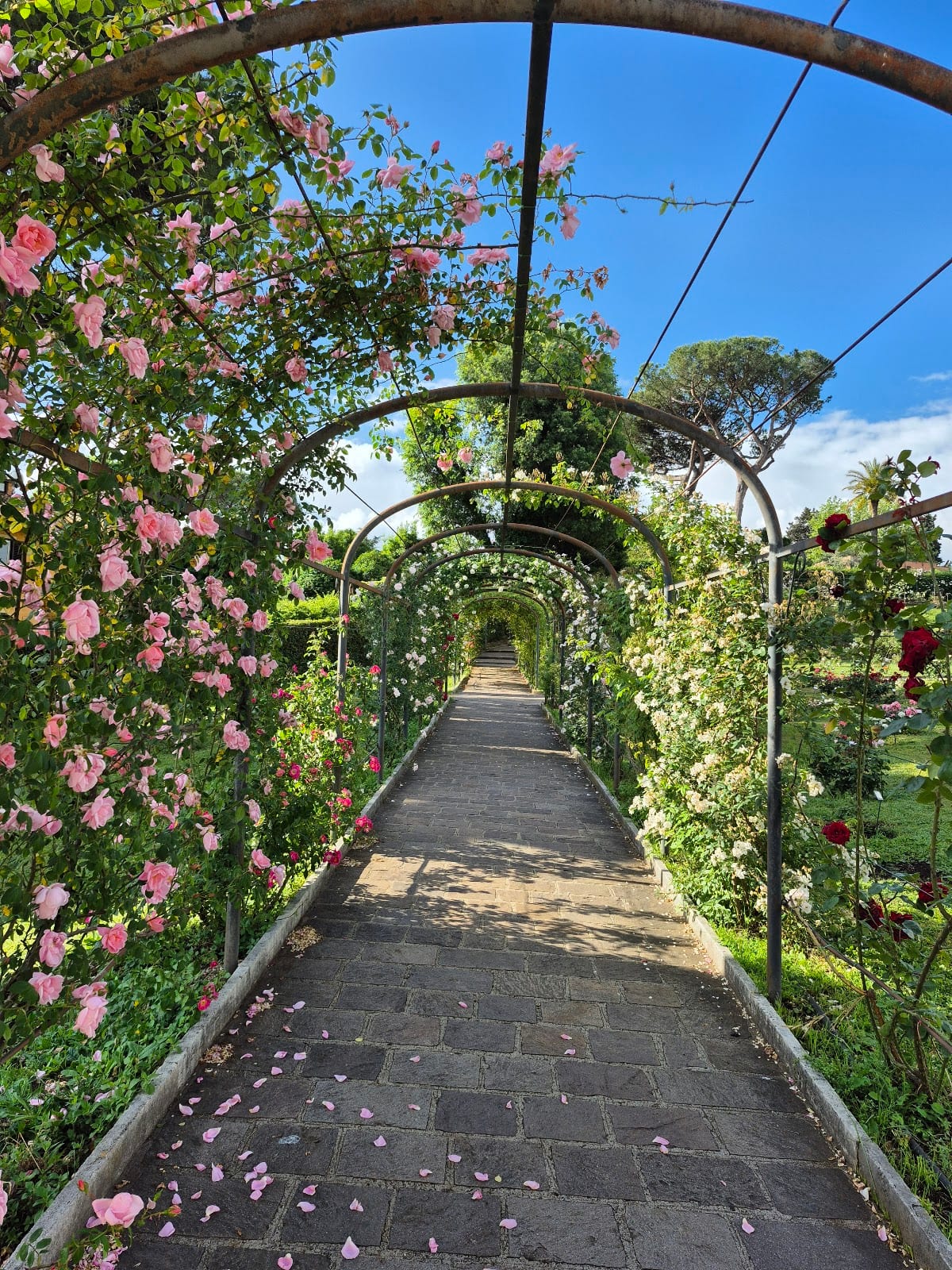 A pergola tunnel of climbing pink roses along a path in Rome's municipal rose garden.