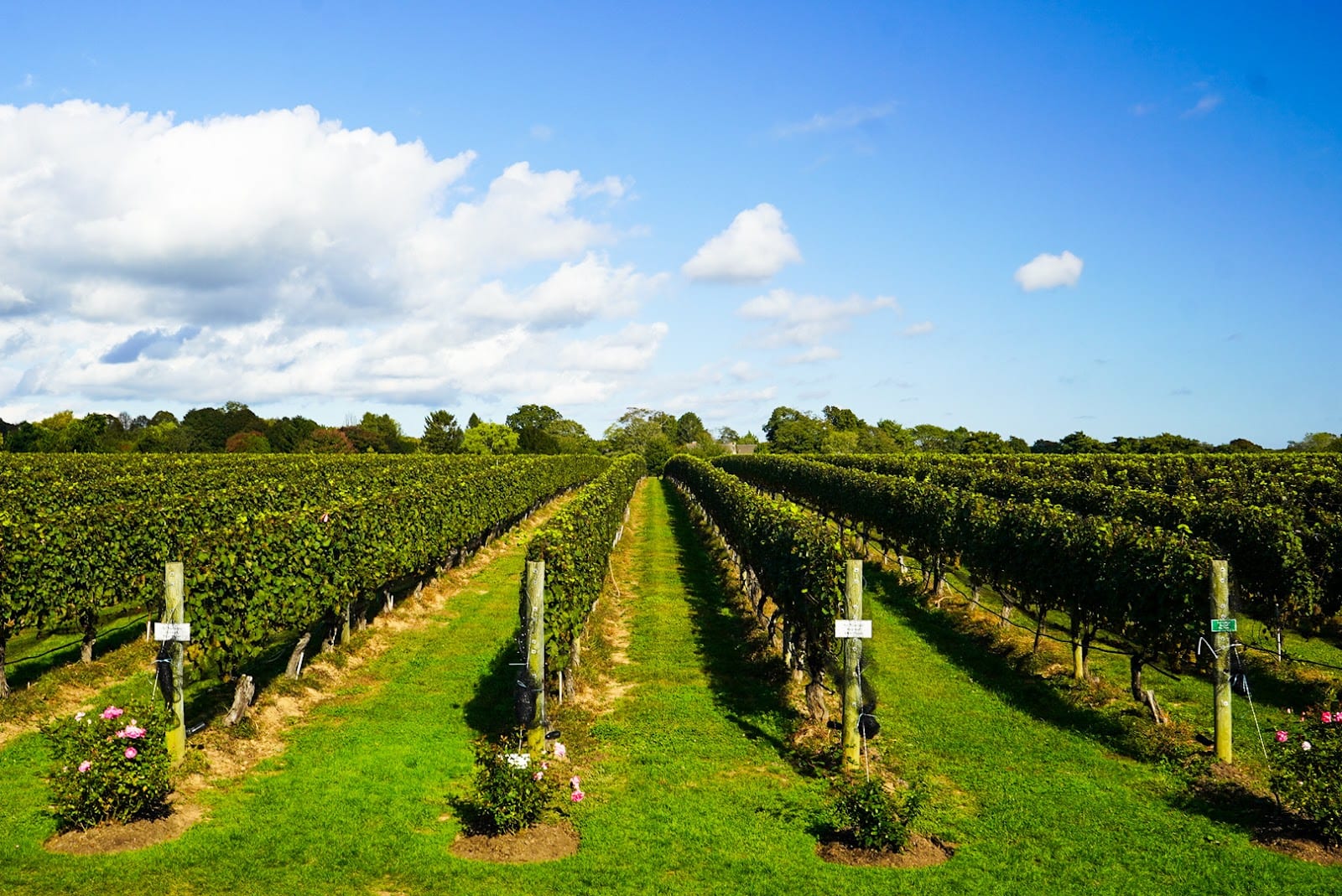 Wölffer Estate Vineyard in The Hamptons