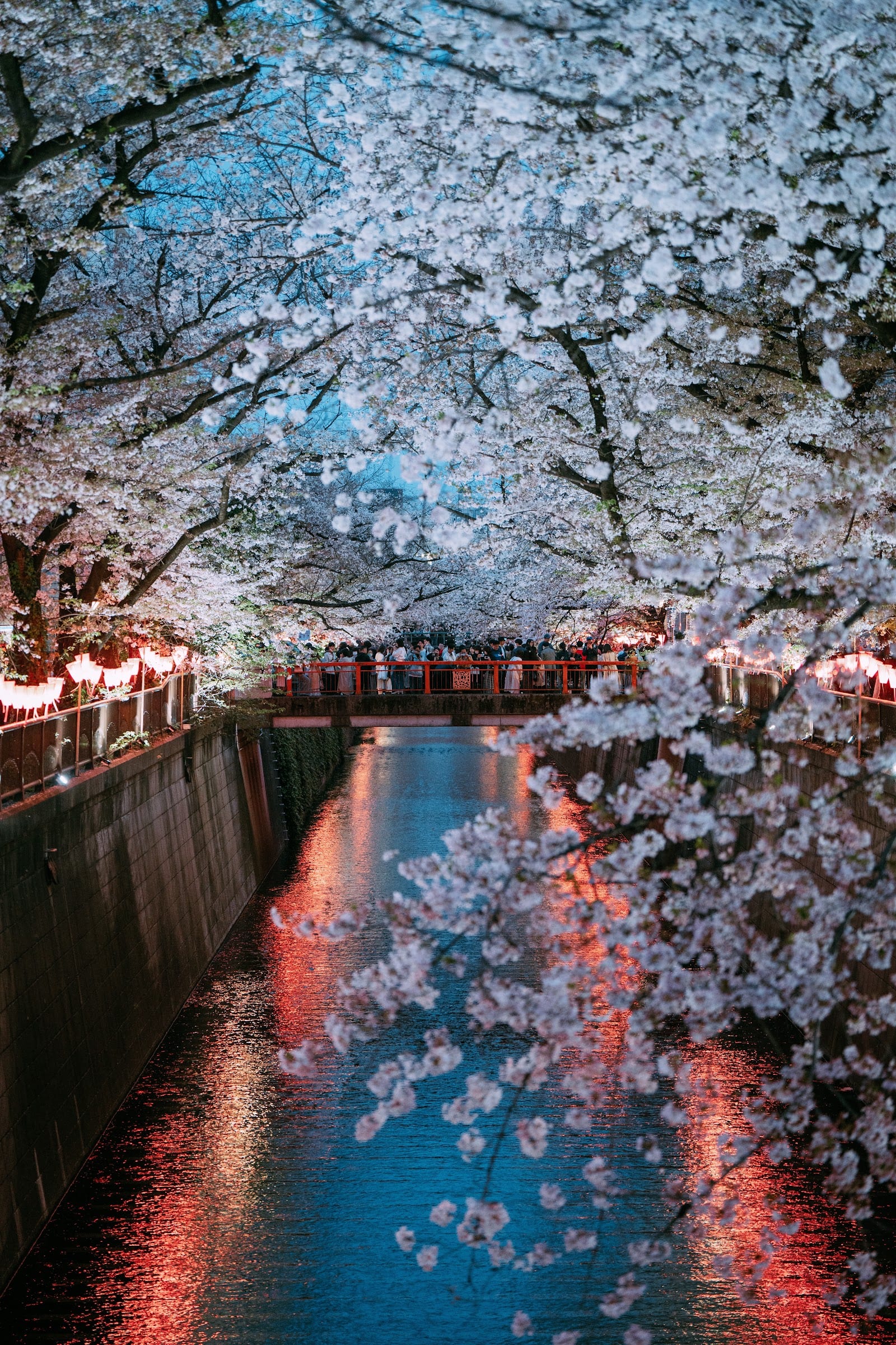 Cherry blossoms and lanterns over the Meguro River canal.