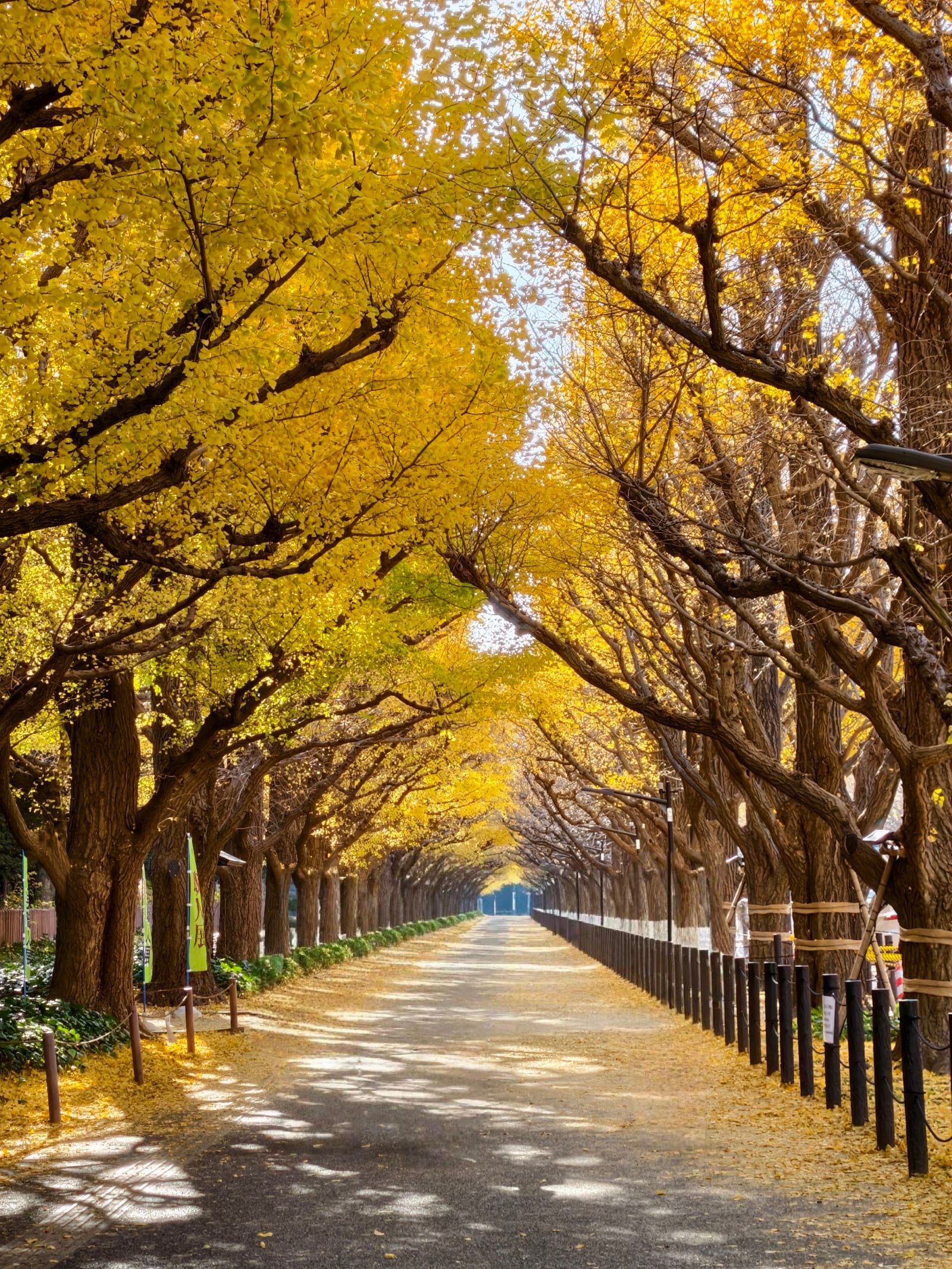 The golden ginkgo avenue at Meiji Jingu Gaien in autumn.