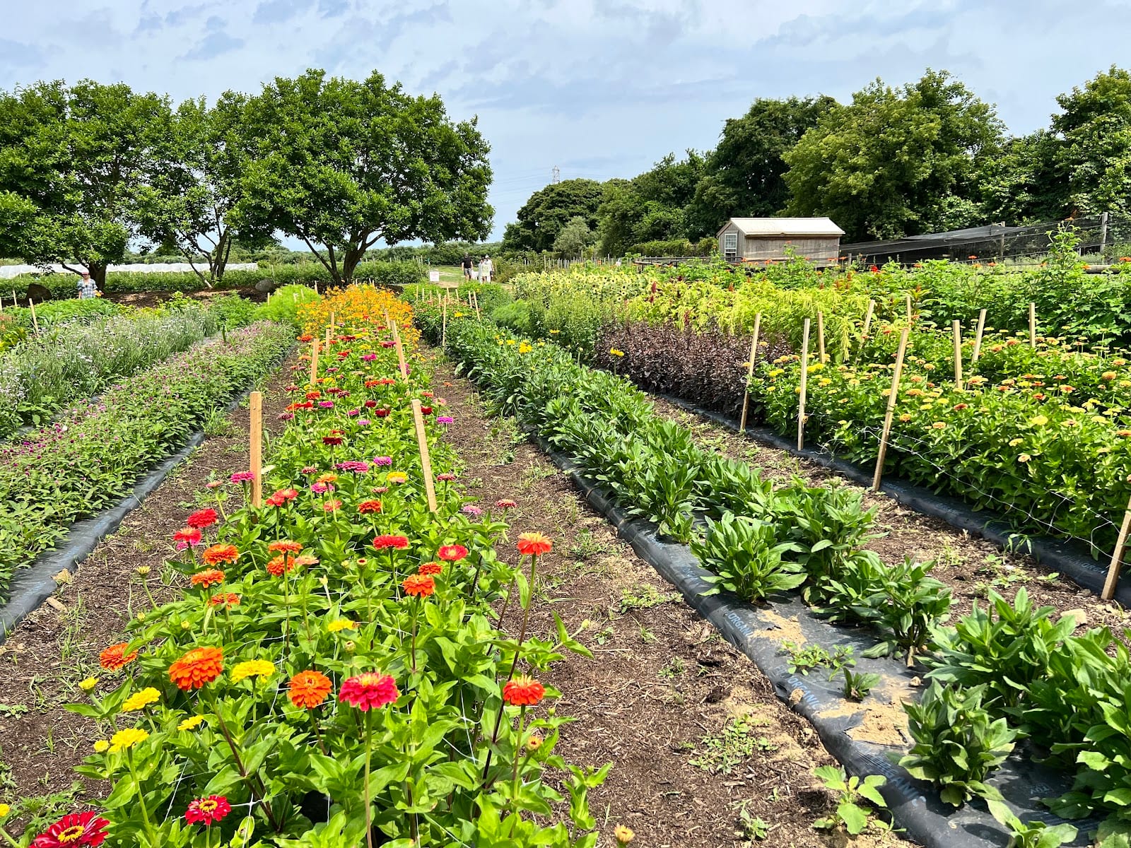 Amber Waves Farm in The Hamptons