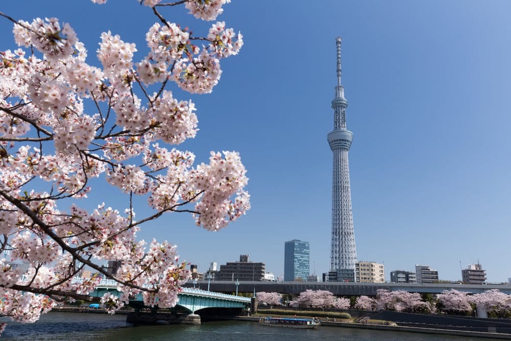 Cherry blossoms and Tokyo Skytree across the Sumida River.
