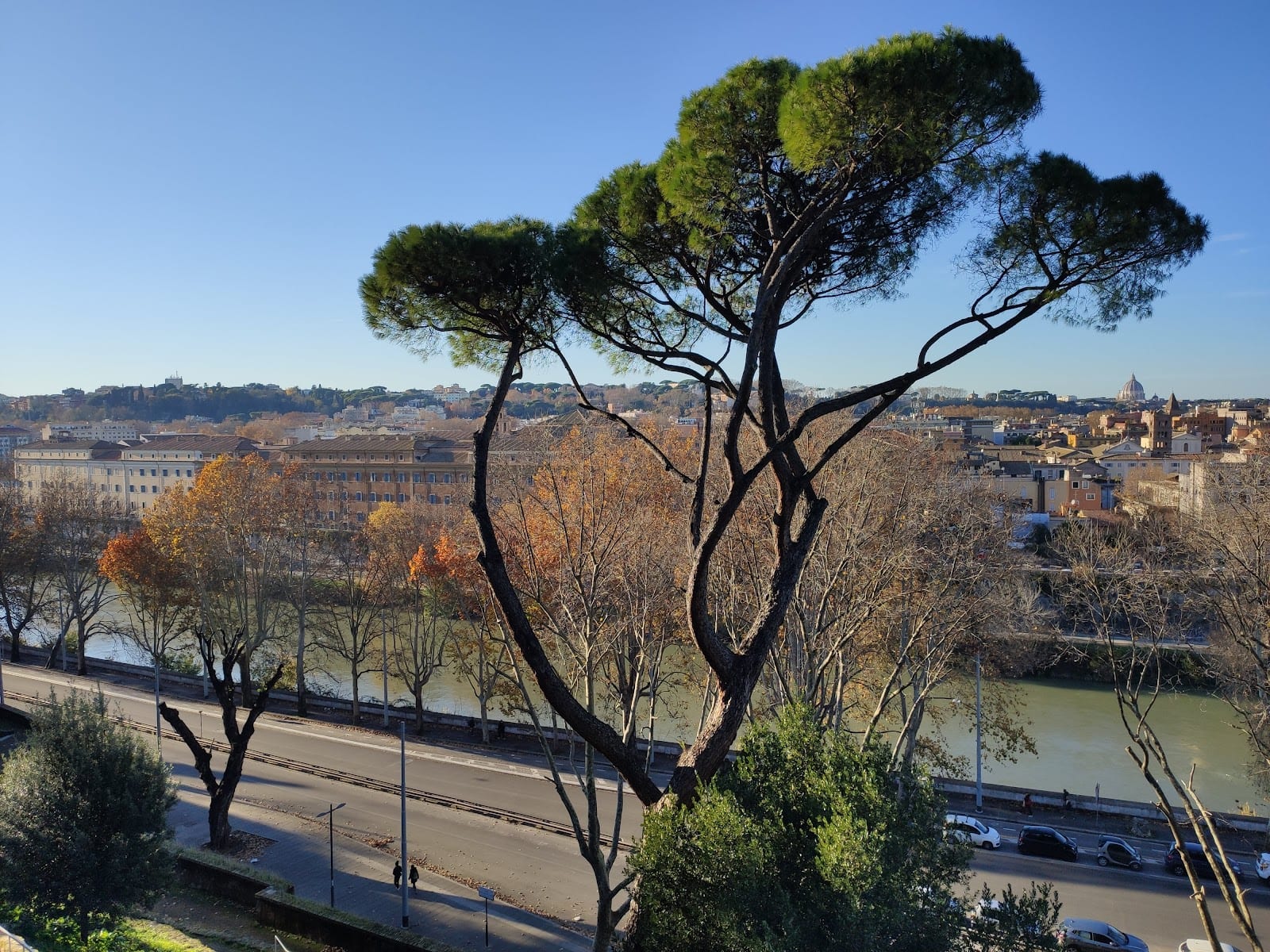 An umbrella pine framing the Tiber and the rooftops of Rome from the Aventine.