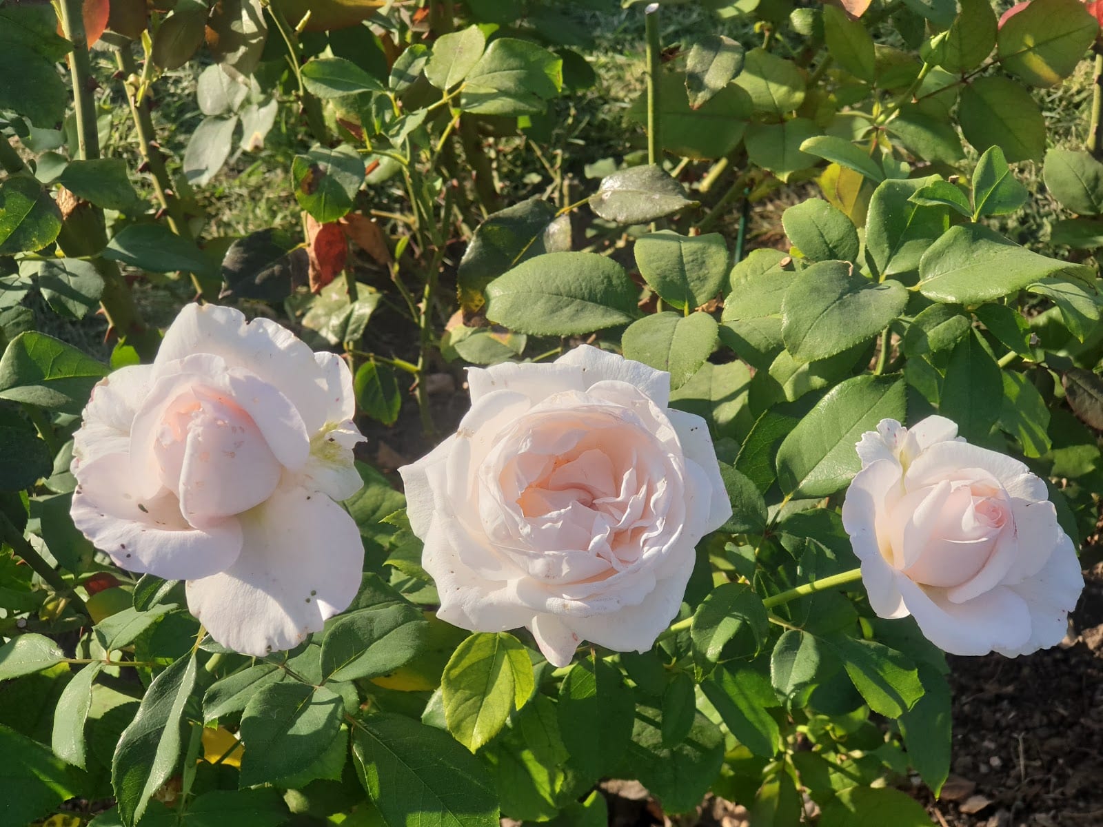 Cream and blush roses in bloom at the Roseto Comunale di Roma.