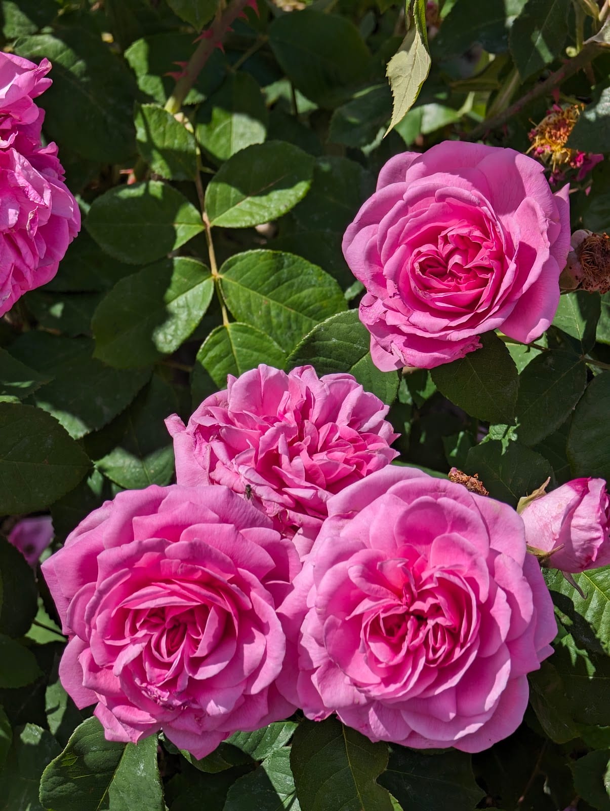 Pink roses in full bloom at the Rome Rose Garden on the Aventine.
