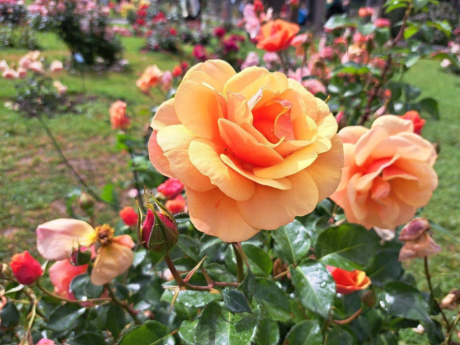 Rose beds with labels at the Roseto Comunale, overlooking the Circus Maximus.