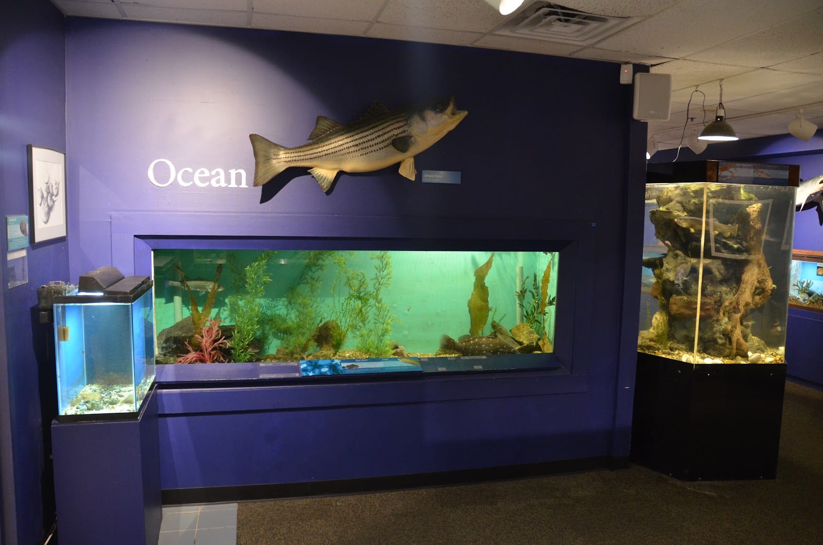 Cape Cod Museum of Natural History in Cape Cod