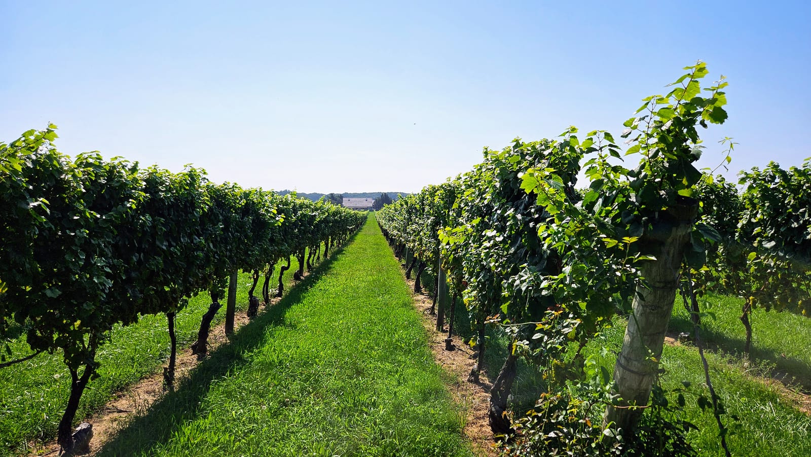 Rows of grapevines with a grassy path at Channing Daughters Winery.