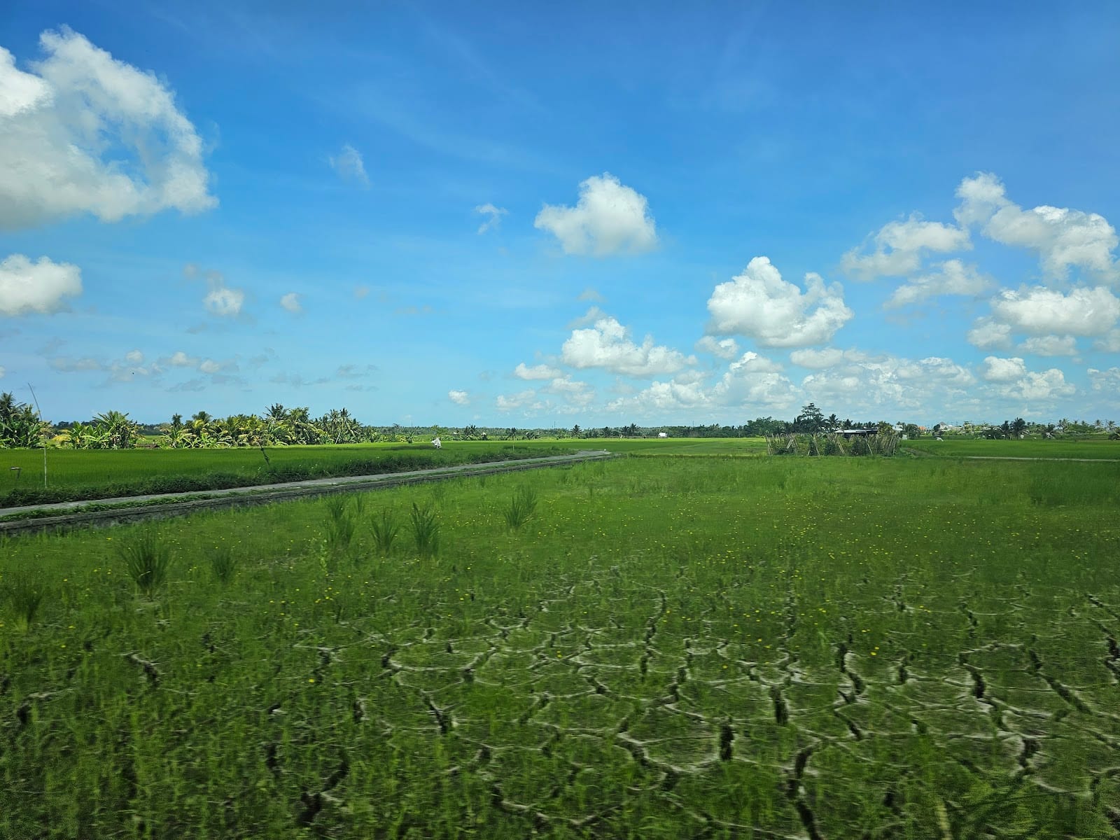 Canggu Rice-Field Walks and Shortcut Lanes in Bali