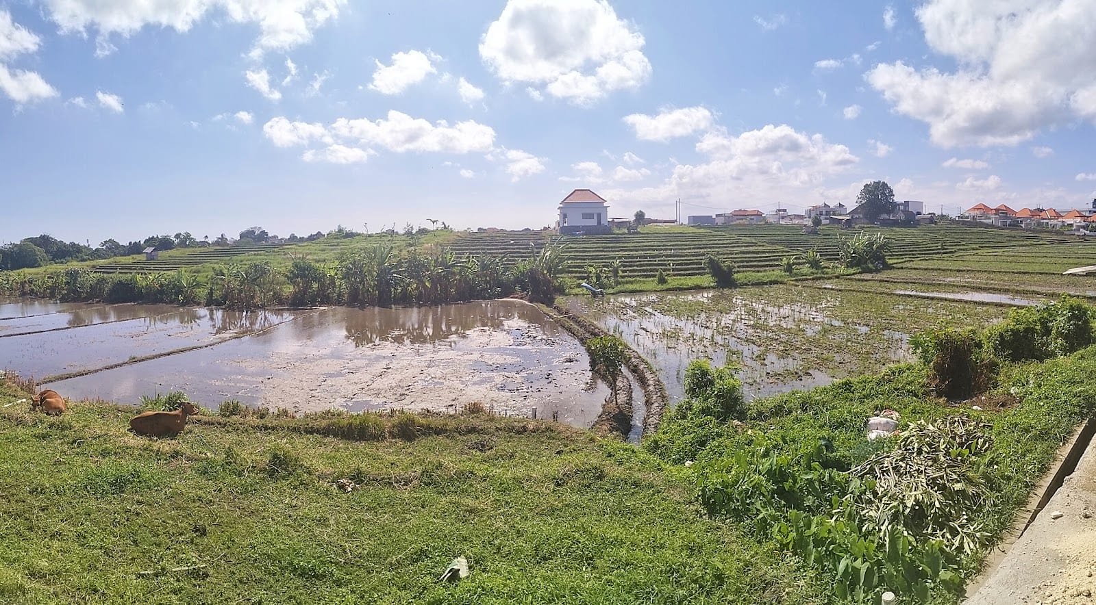 Canggu Rice-Field Walks and Shortcut Lanes in Bali