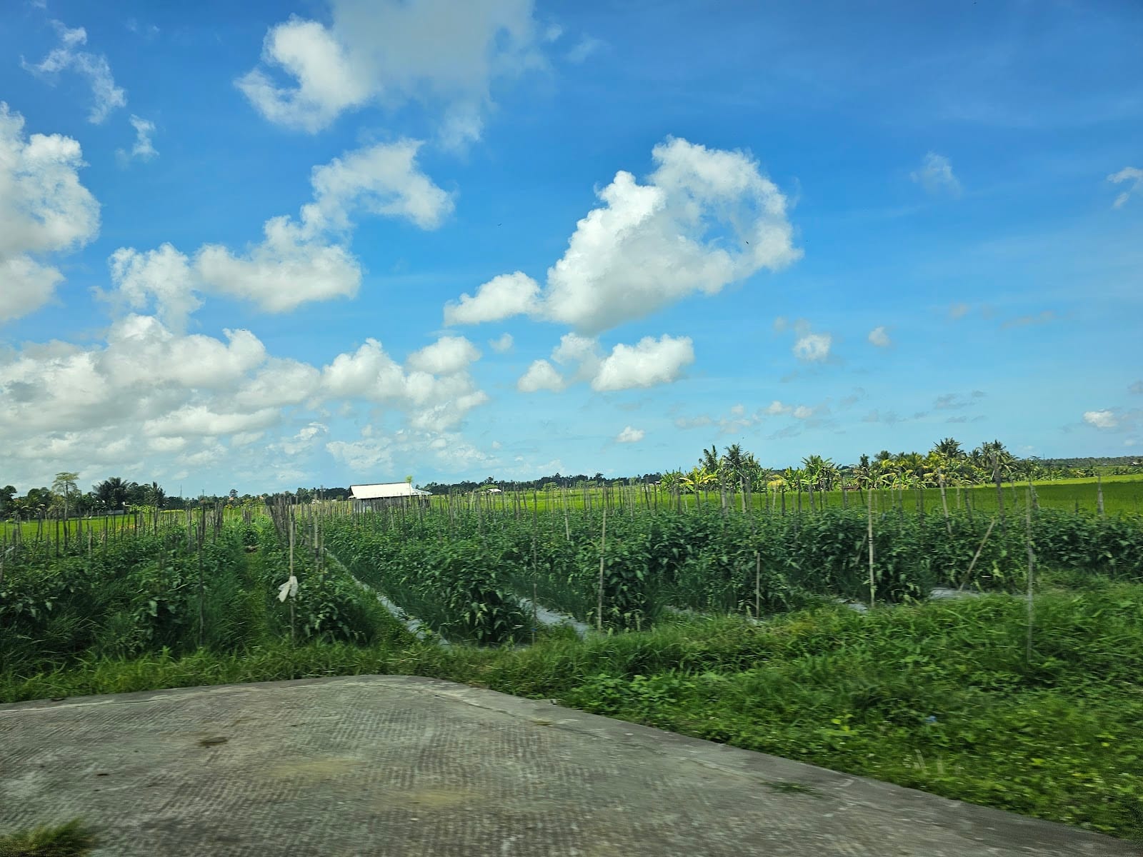 Canggu Rice-Field Walks and Shortcut Lanes in Bali