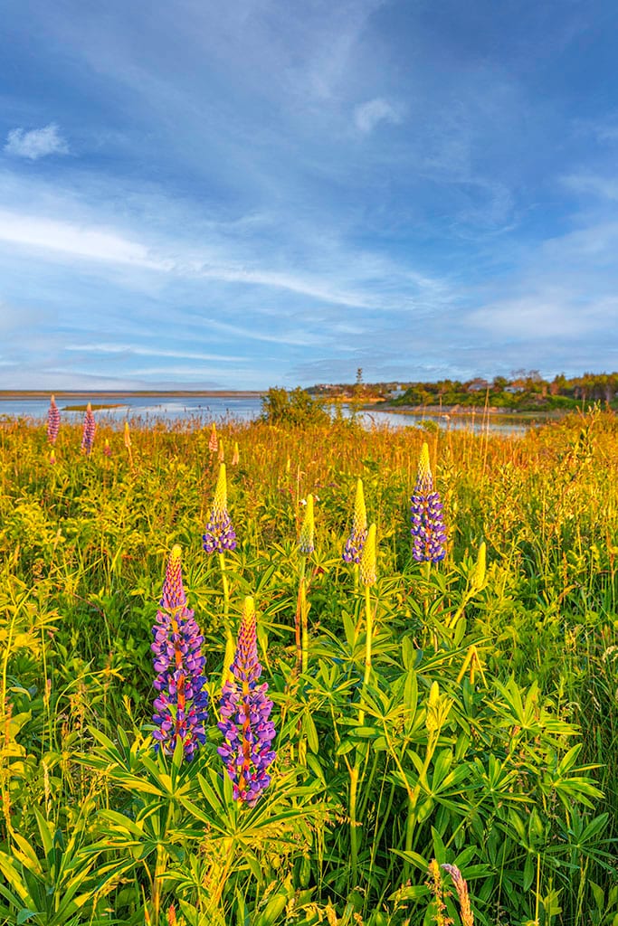 Fort Hill in Cape Cod