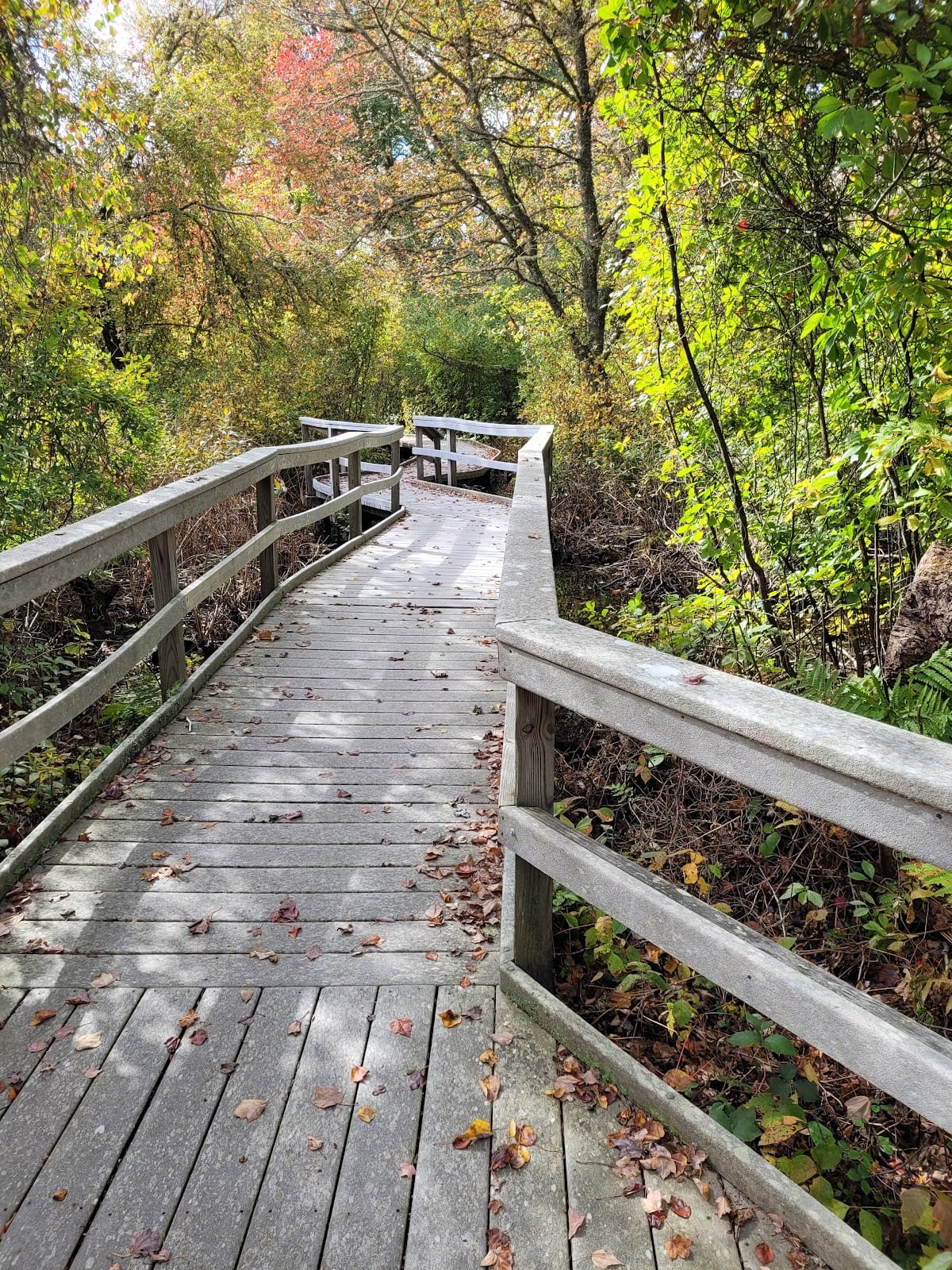 Fort Hill Trail & Red Maple Swamp in Cape Cod