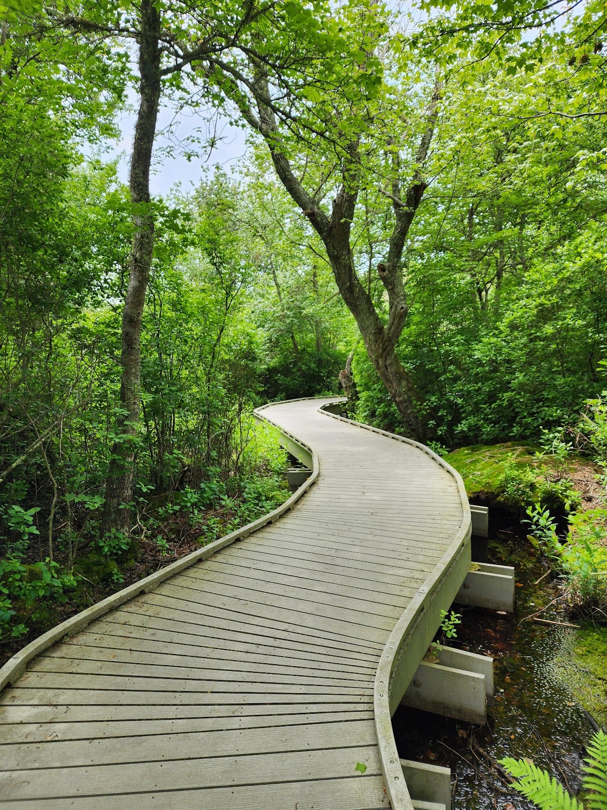 Red Maple Swamp Trail in Cape Cod