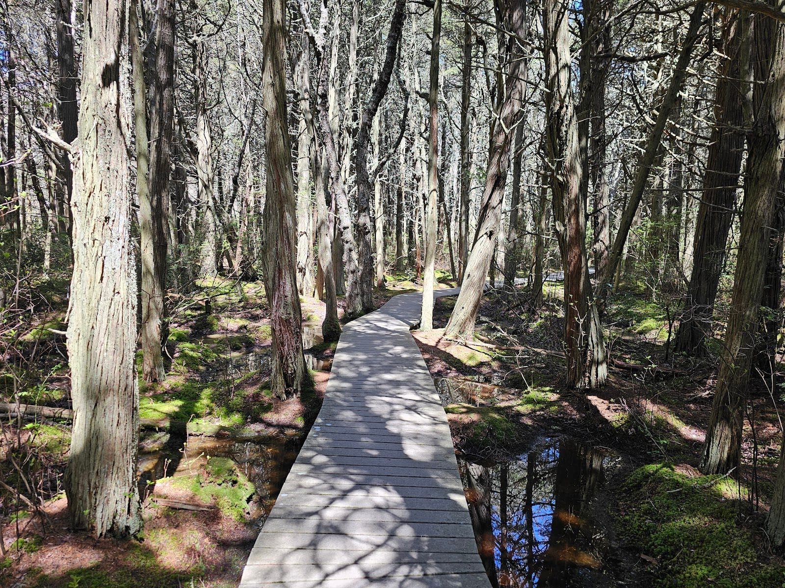 Red Maple Swamp Trail in Cape Cod