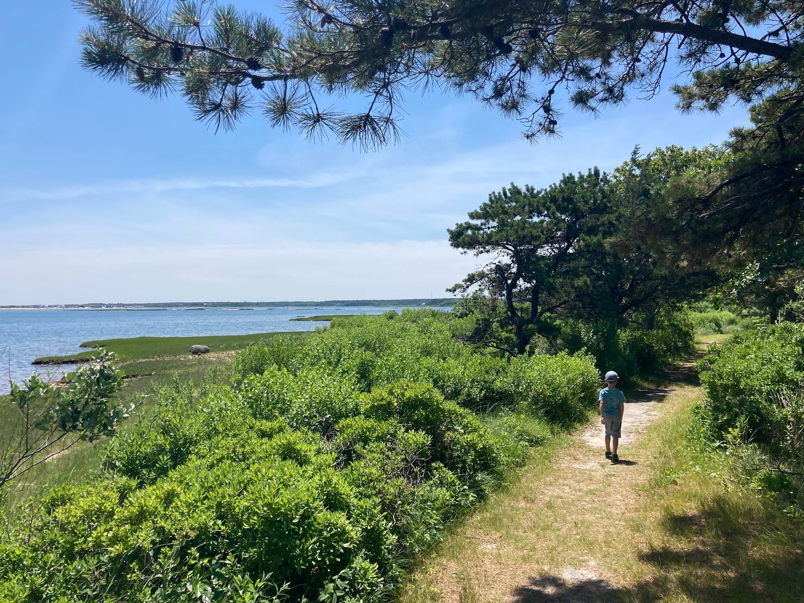 Felix Neck Wildlife Sanctuary in Martha's Vineyard