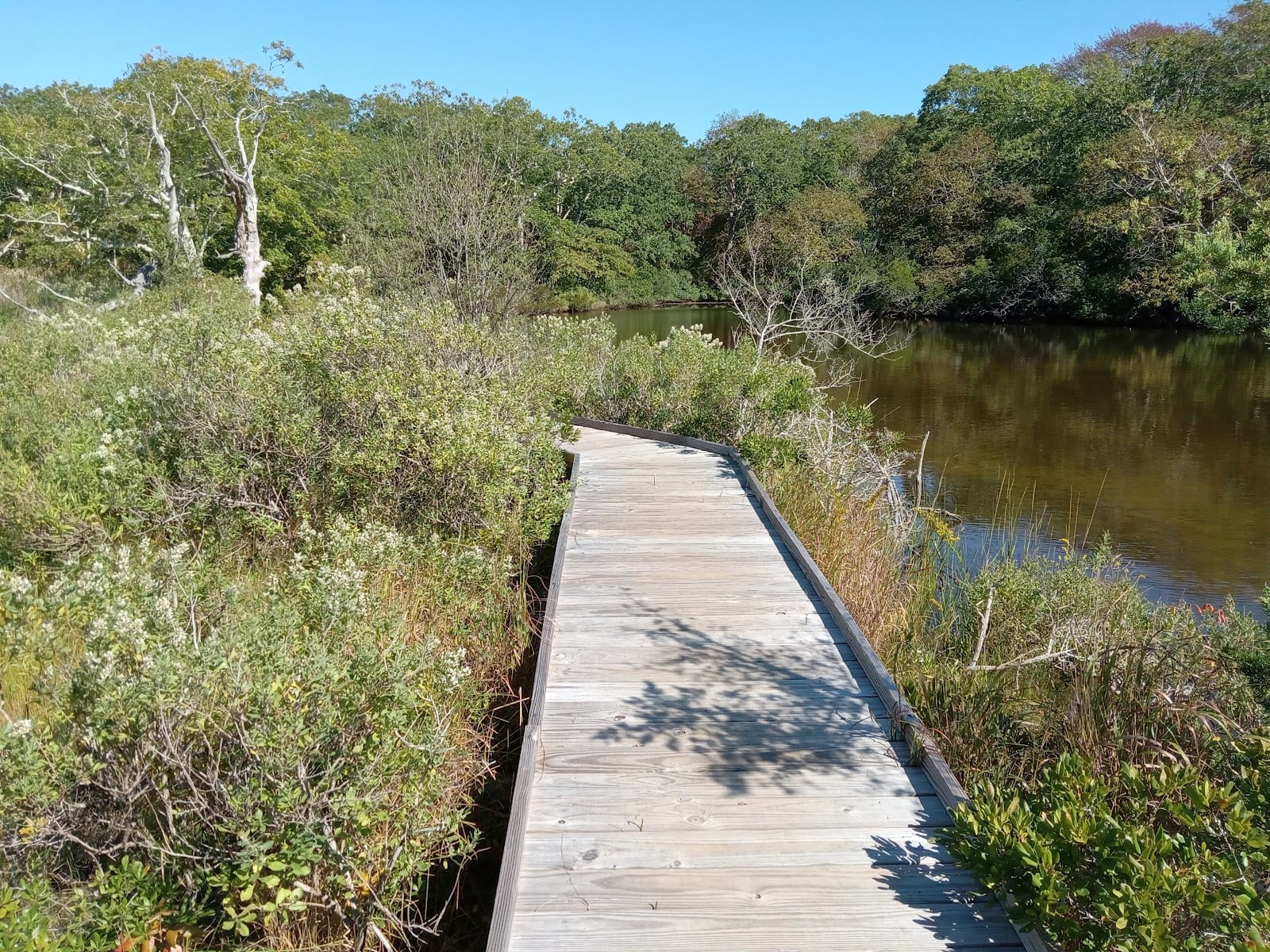 Felix Neck Wildlife Sanctuary in Martha's Vineyard