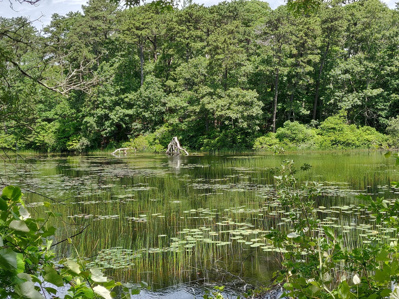 Ashumet Holly Wildlife Sanctuary in Cape Cod