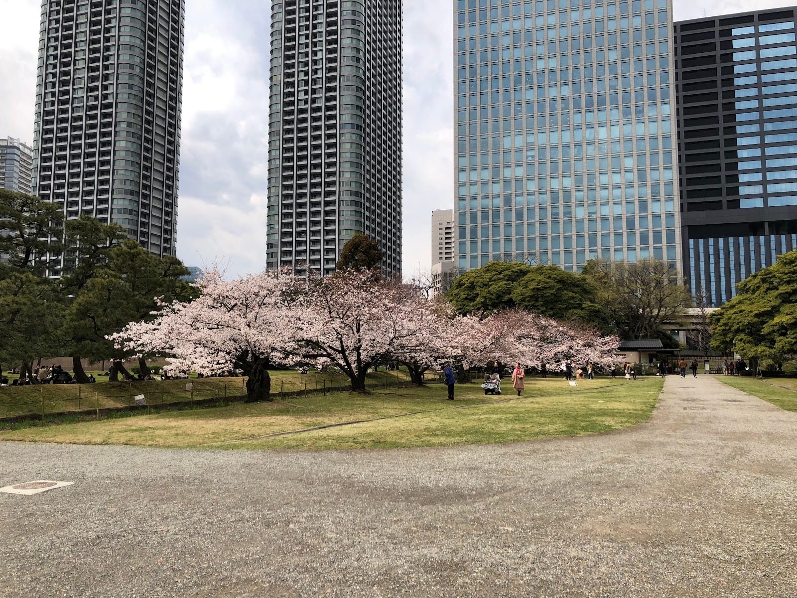 Cherry blossoms and skyscrapers at Hama-rikyu Gardens.