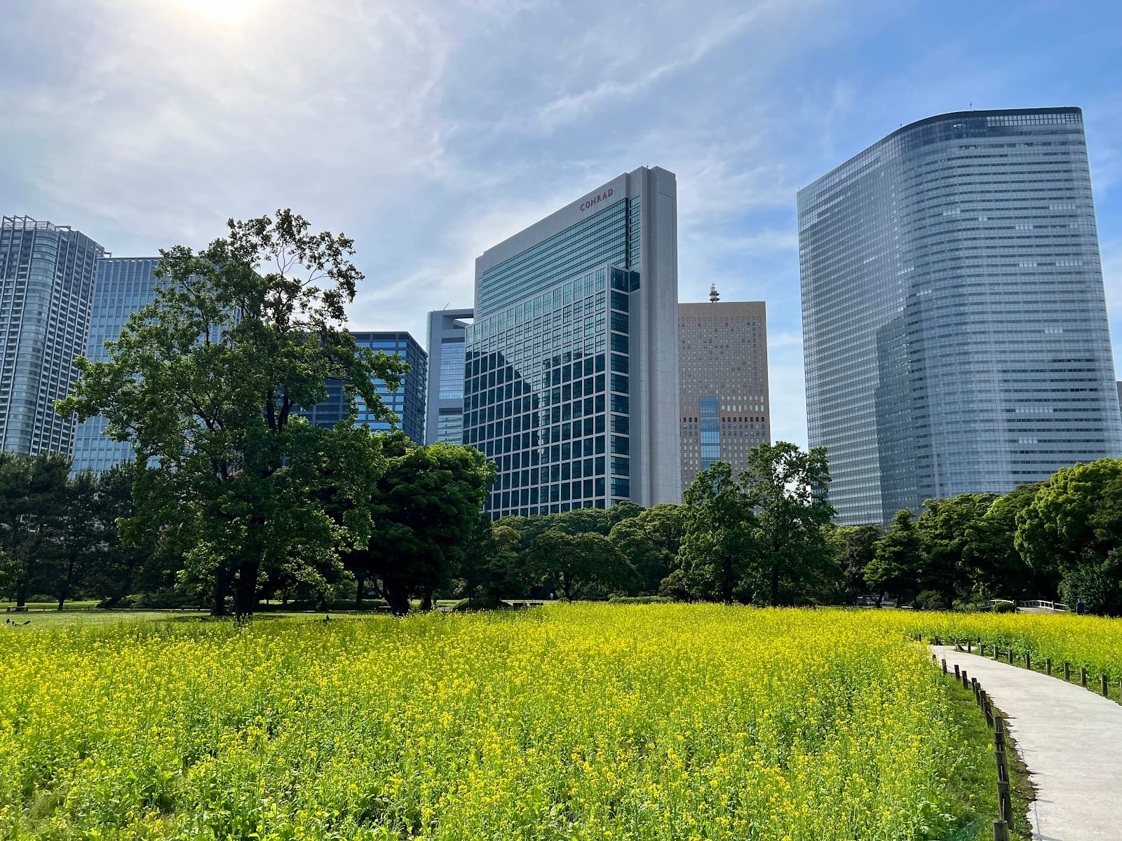 A field of yellow flowers at Hama-rikyu Gardens, towers rising behind.