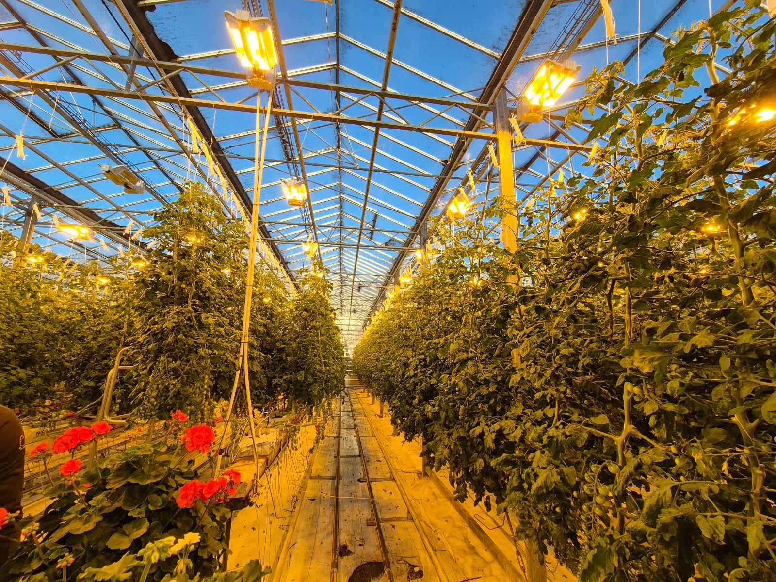 Fridheimar Tomato Farm in Reykjavik