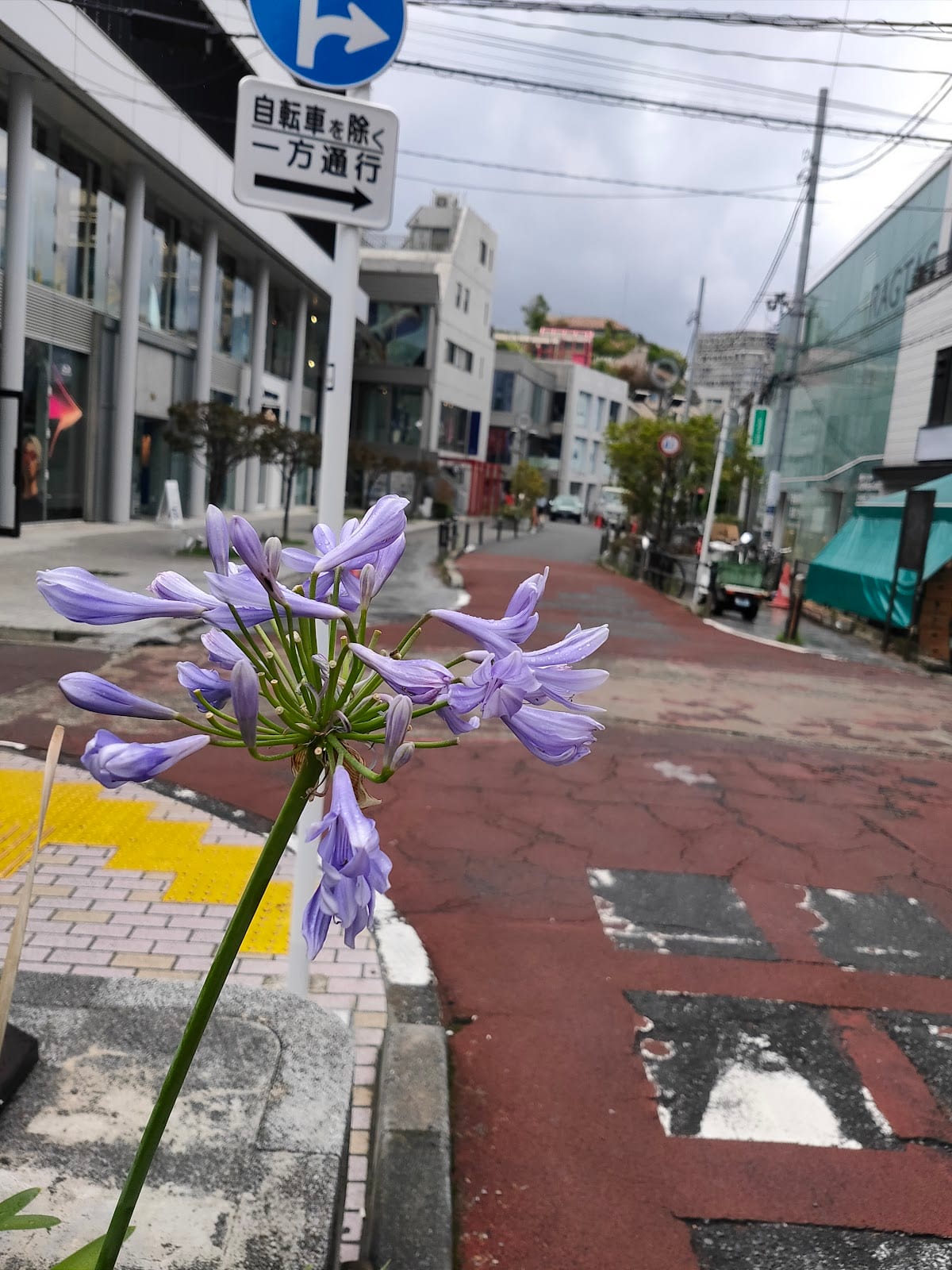 The paved pedestrian path of Cat Street.