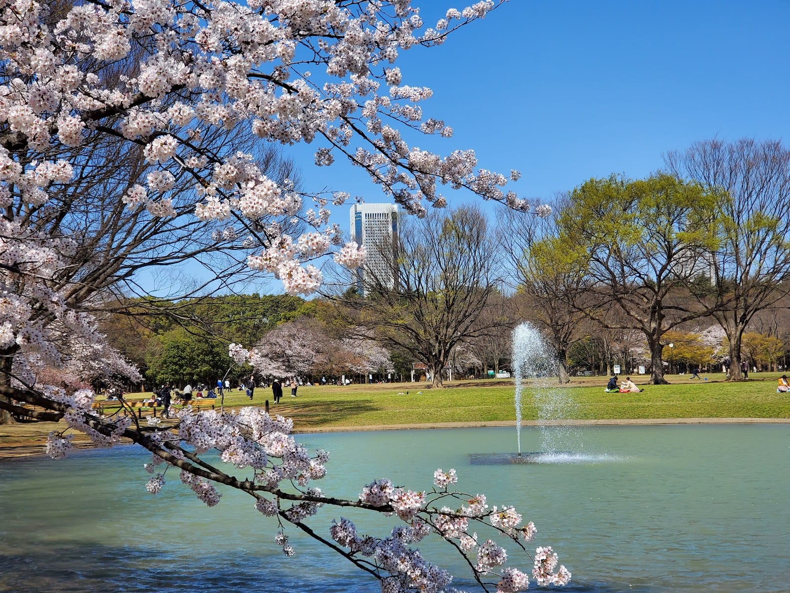 Cherry blossoms framing the fountain in Yoyogi Park.