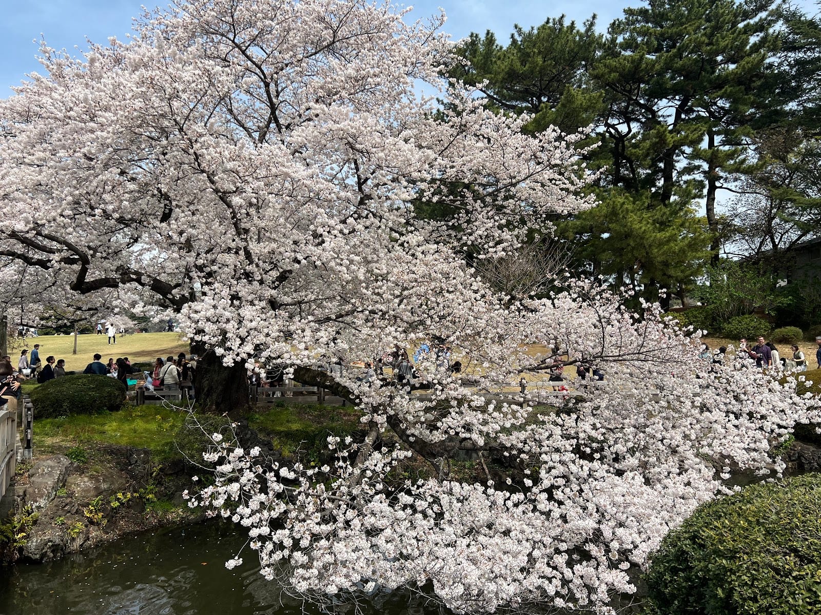 Hanami crowds under blooming cherry trees in Yoyogi Park.