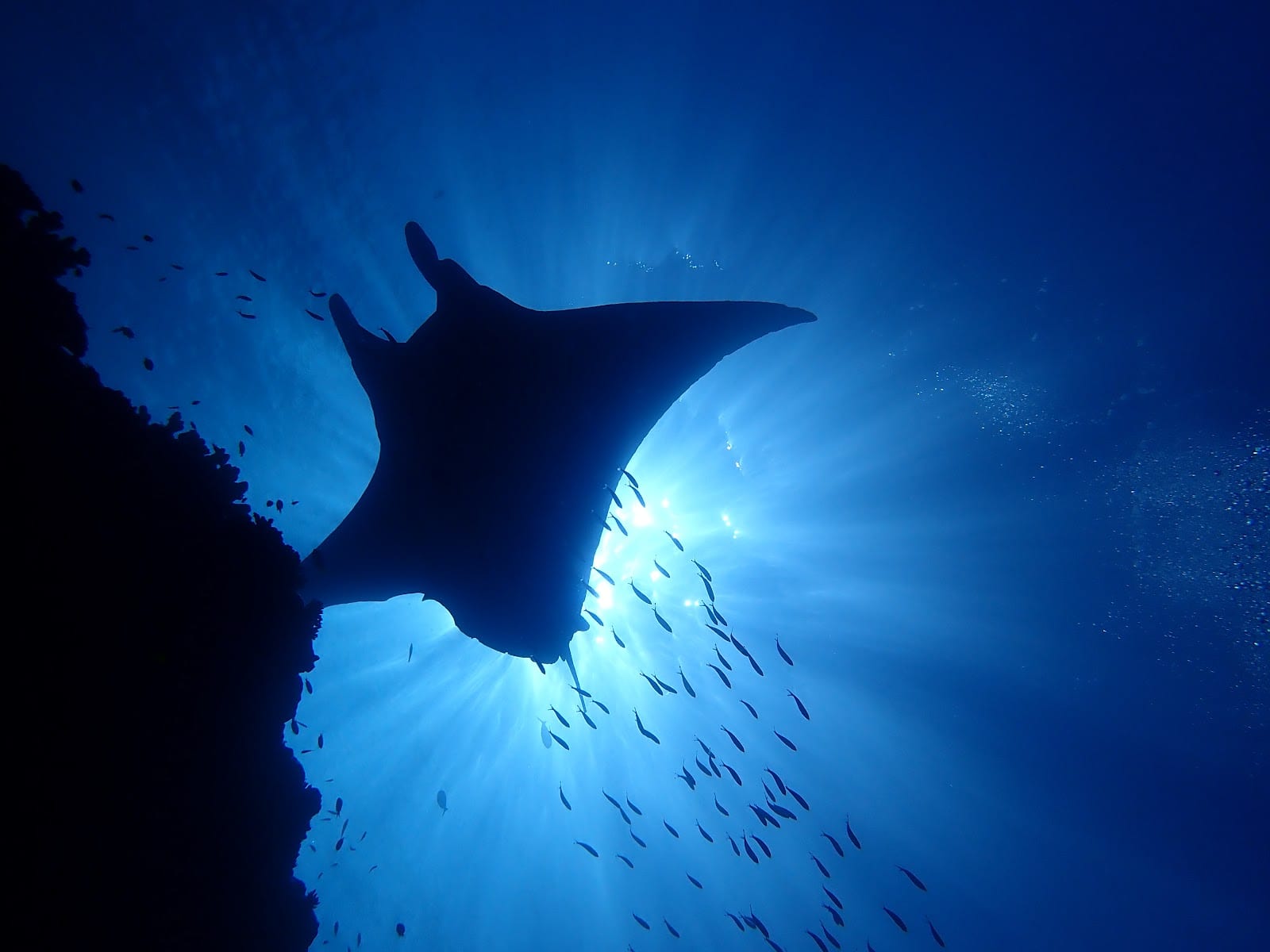 Ishigaki Island Manta Scramble in Okinawa