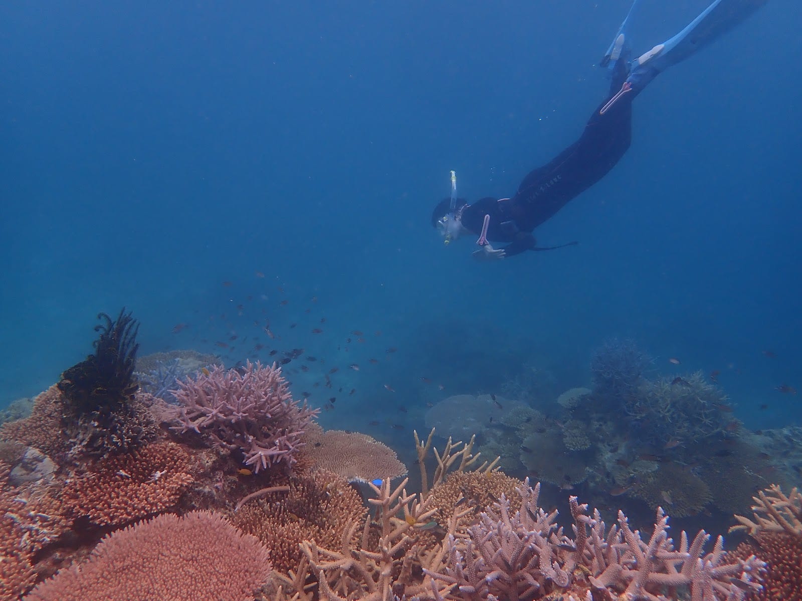 Ishigaki Island Manta Scramble in Okinawa