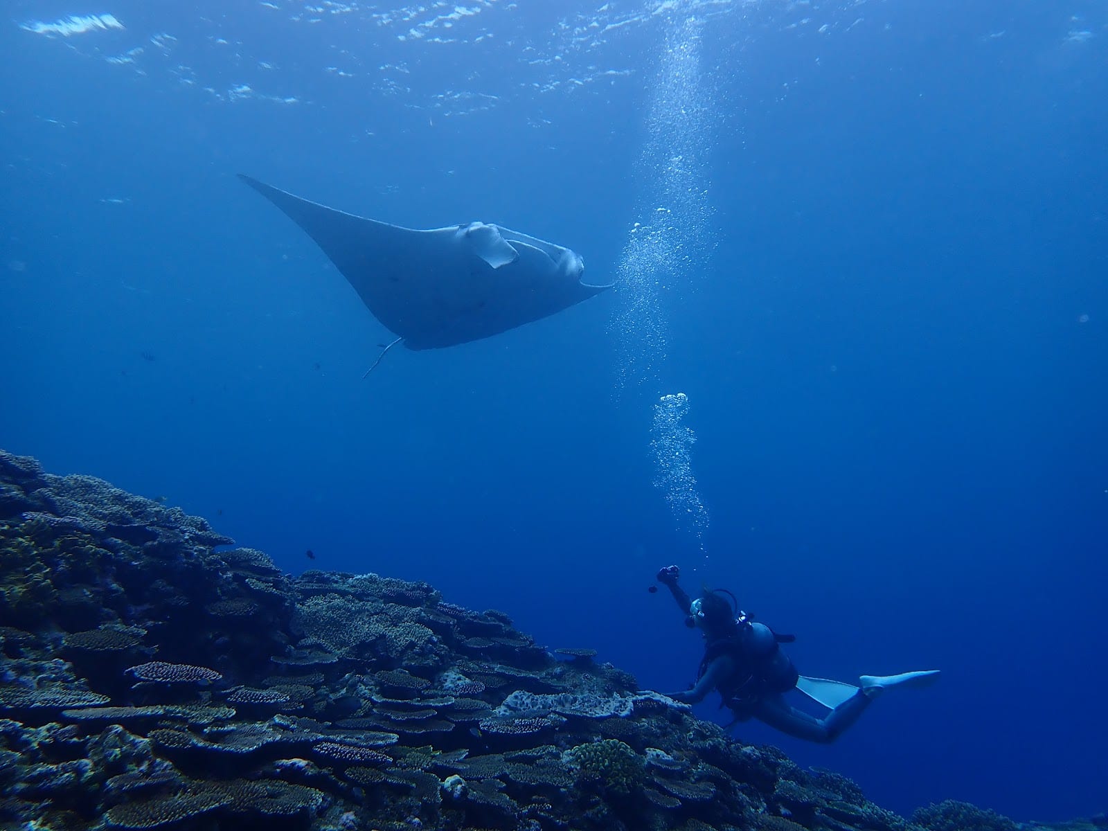 Ishigaki Island Manta Scramble in Okinawa