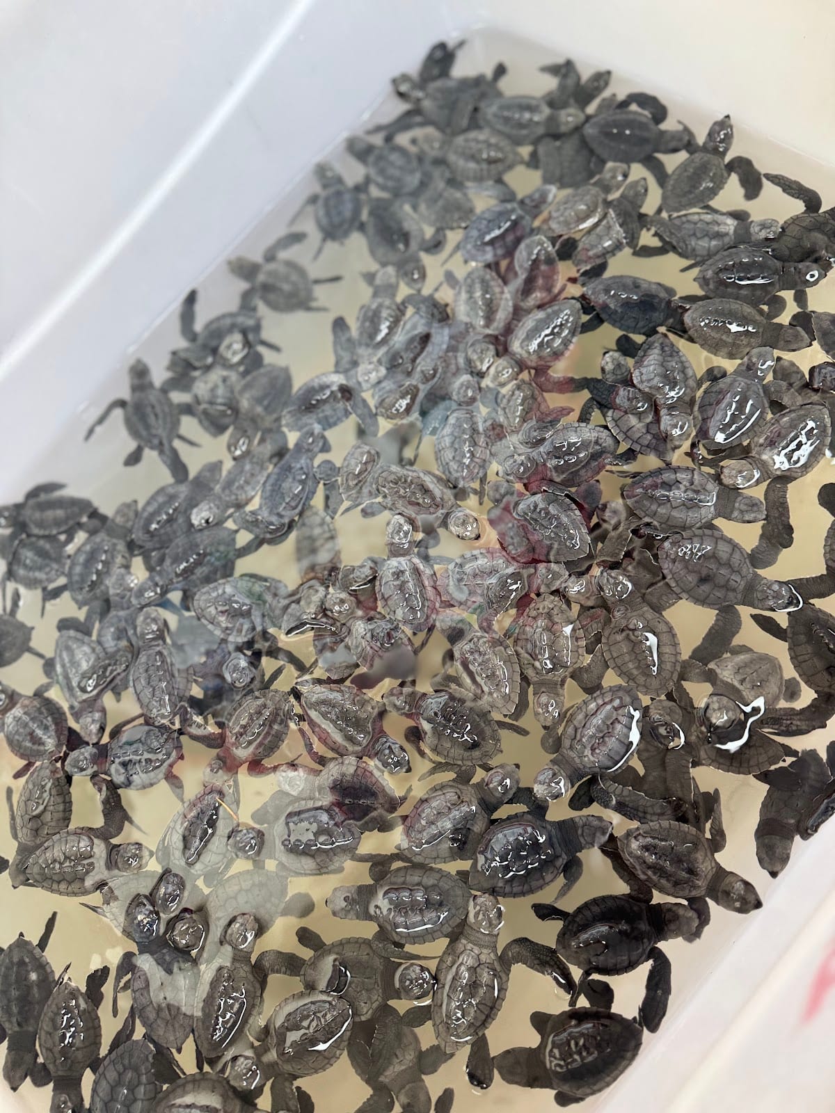 Kuta Beach Sea Turtle Conservation in Bali