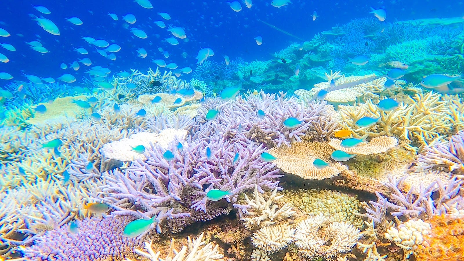 Yabiji Reef in Okinawa