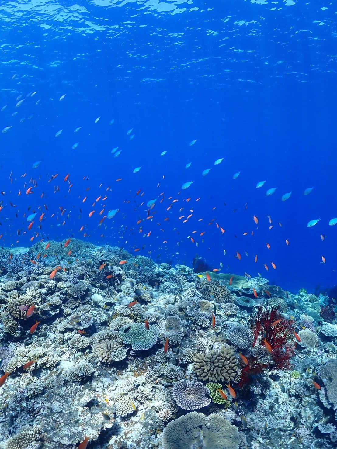 Yabiji Reef in Okinawa