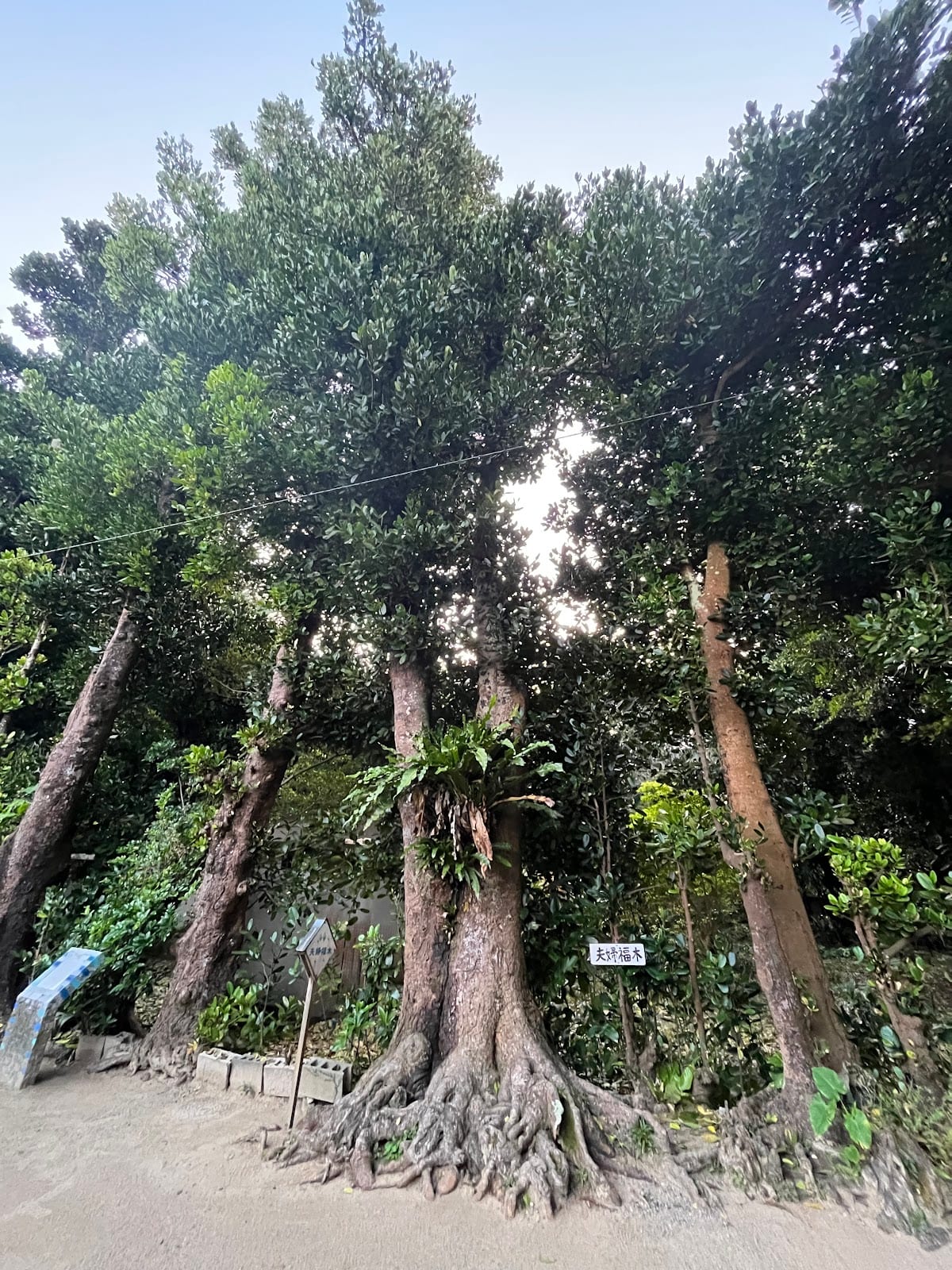 Bise Fukugi Tree Road in Okinawa