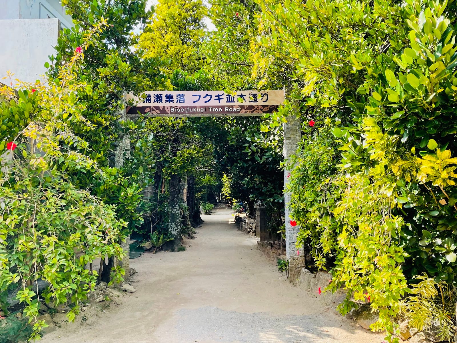 Bise Fukugi Tree Road in Okinawa