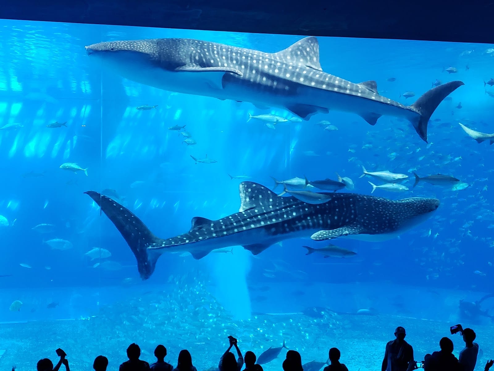 Ocean Expo Park in Okinawa