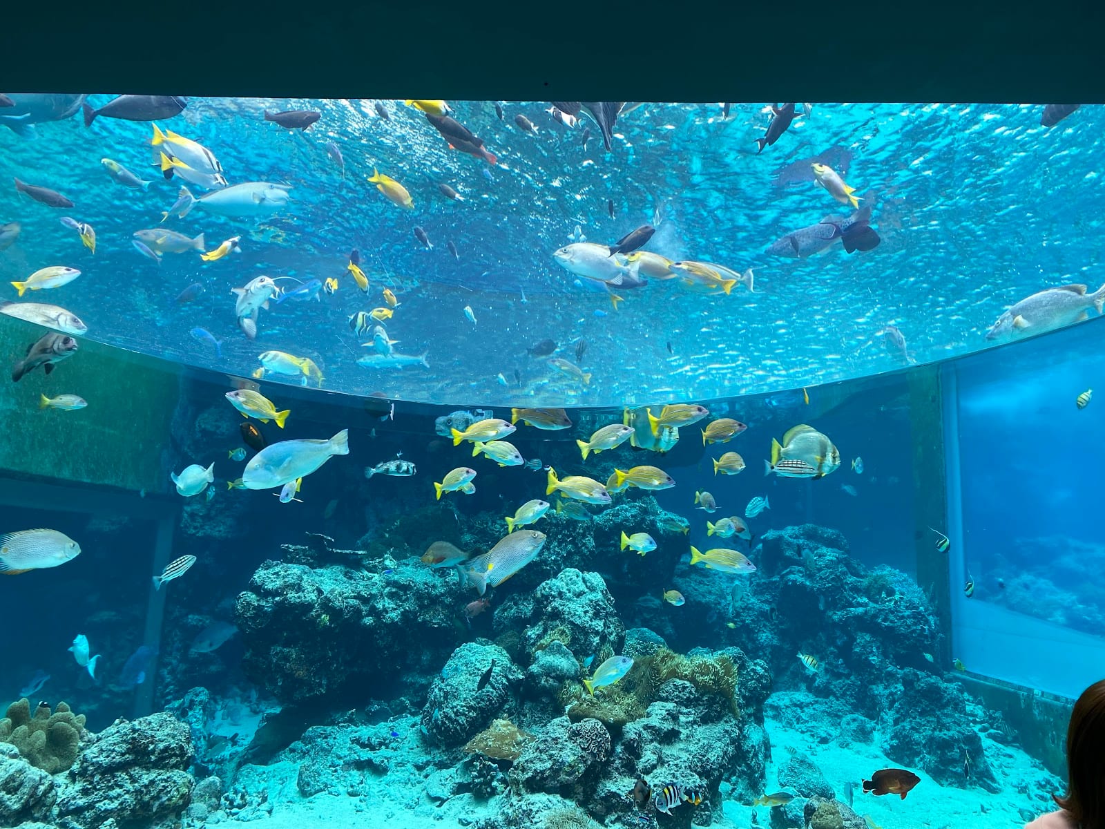 Okinawa Churaumi Aquarium in Okinawa
