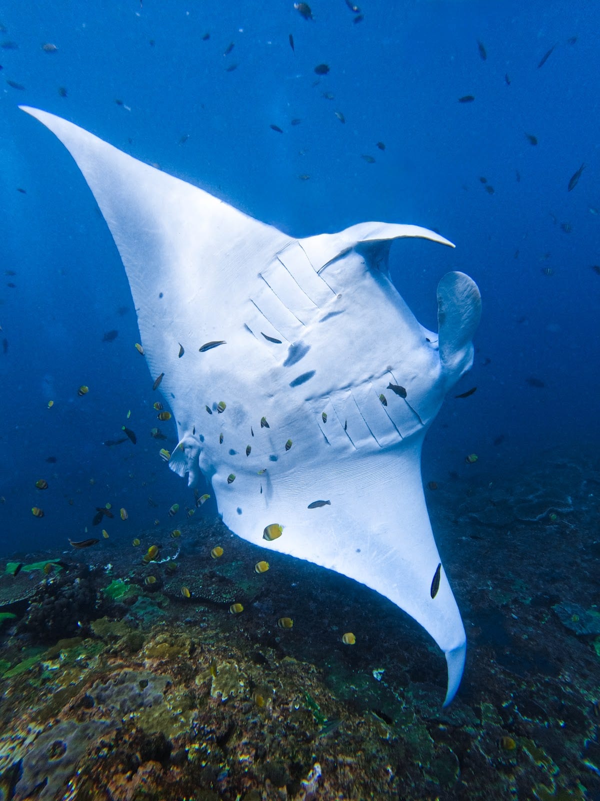 Manta Point in Bali