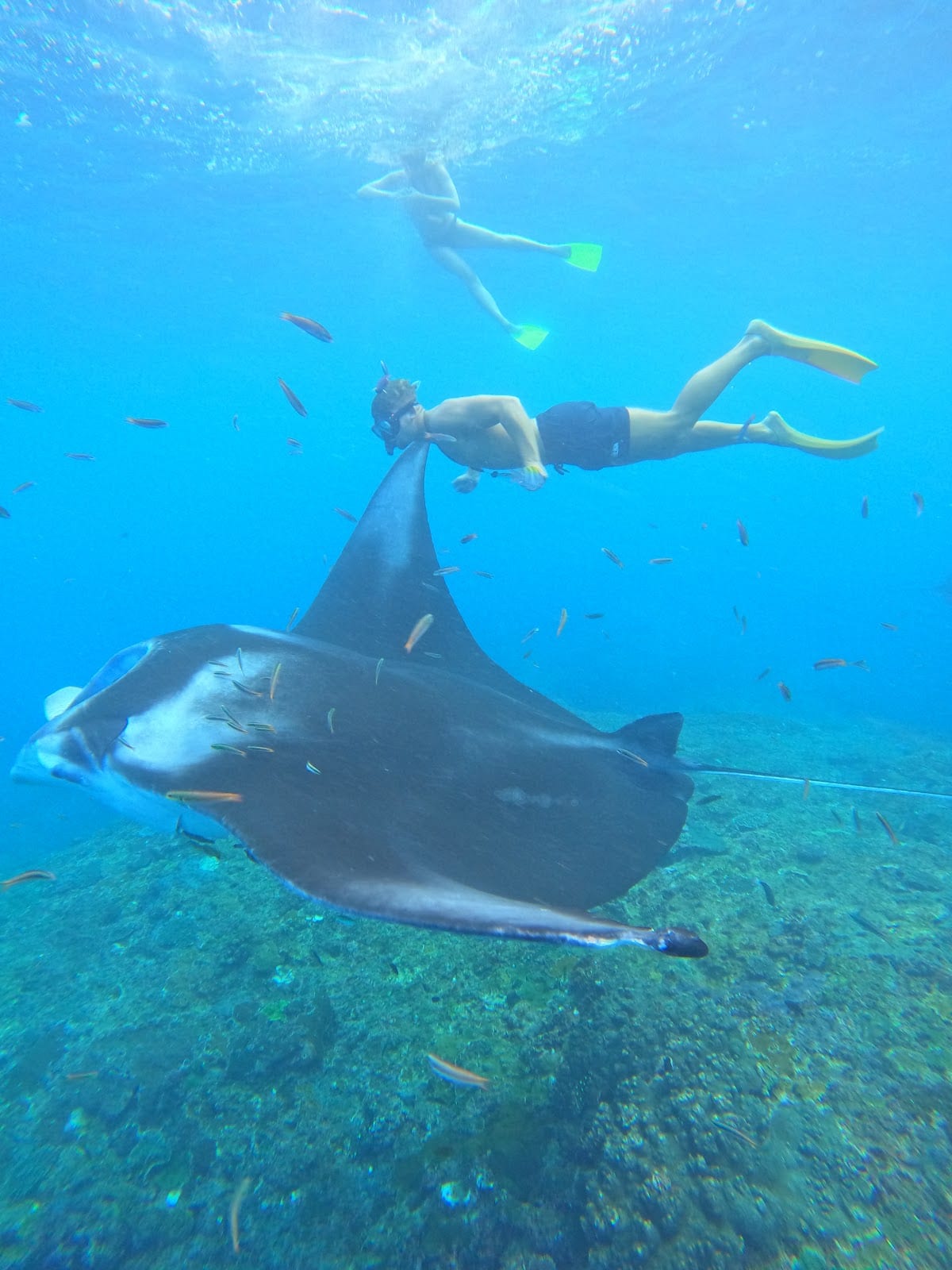 Manta Point in Bali