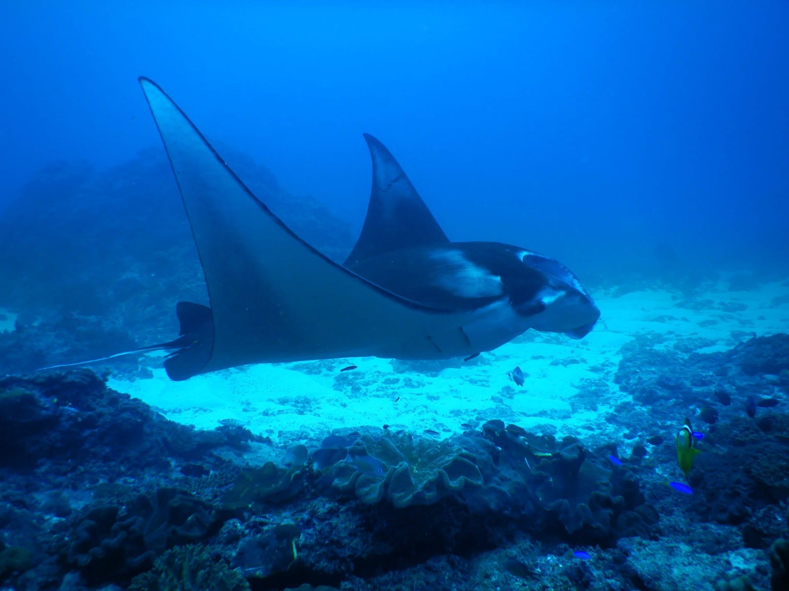 Manta Point in Bali