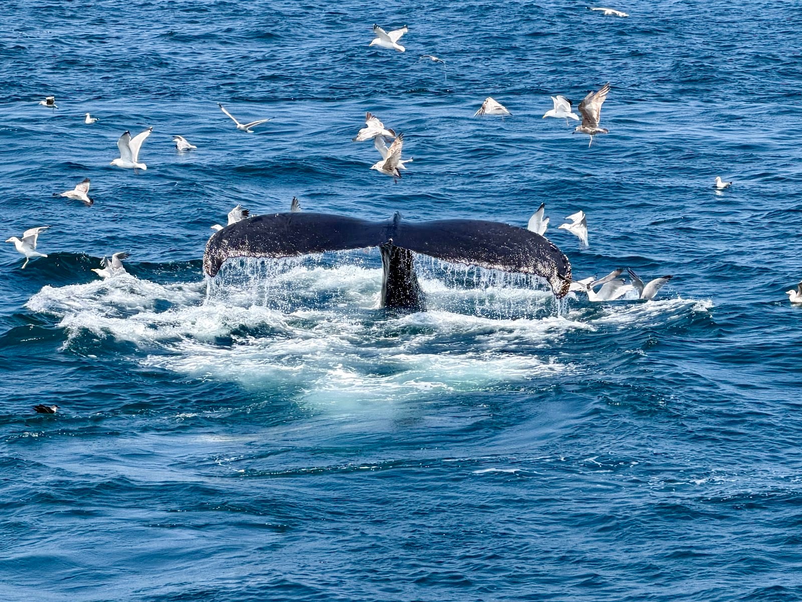 Dolphin Fleet Whale Watch in Provincetown