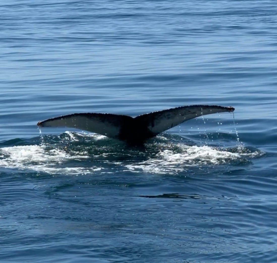 Dolphin Fleet Whale Watch in Provincetown