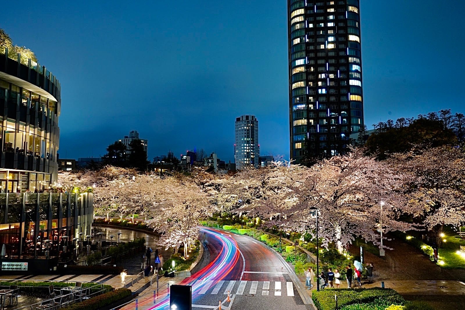Tokyo Midtown's towers above cherry blossoms at dusk.
