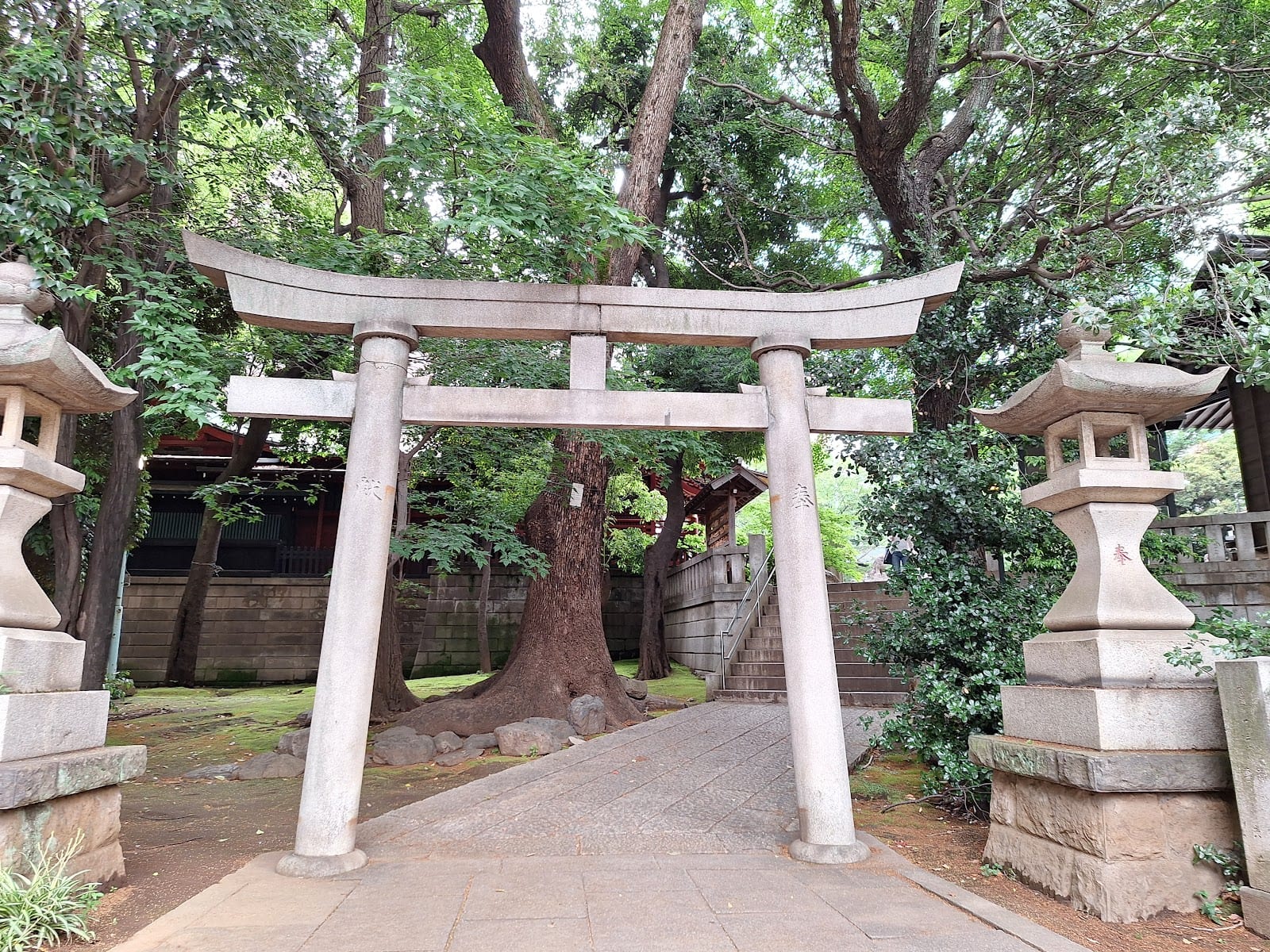 A torii gate on the wooded approach to Konno Hachimangu.