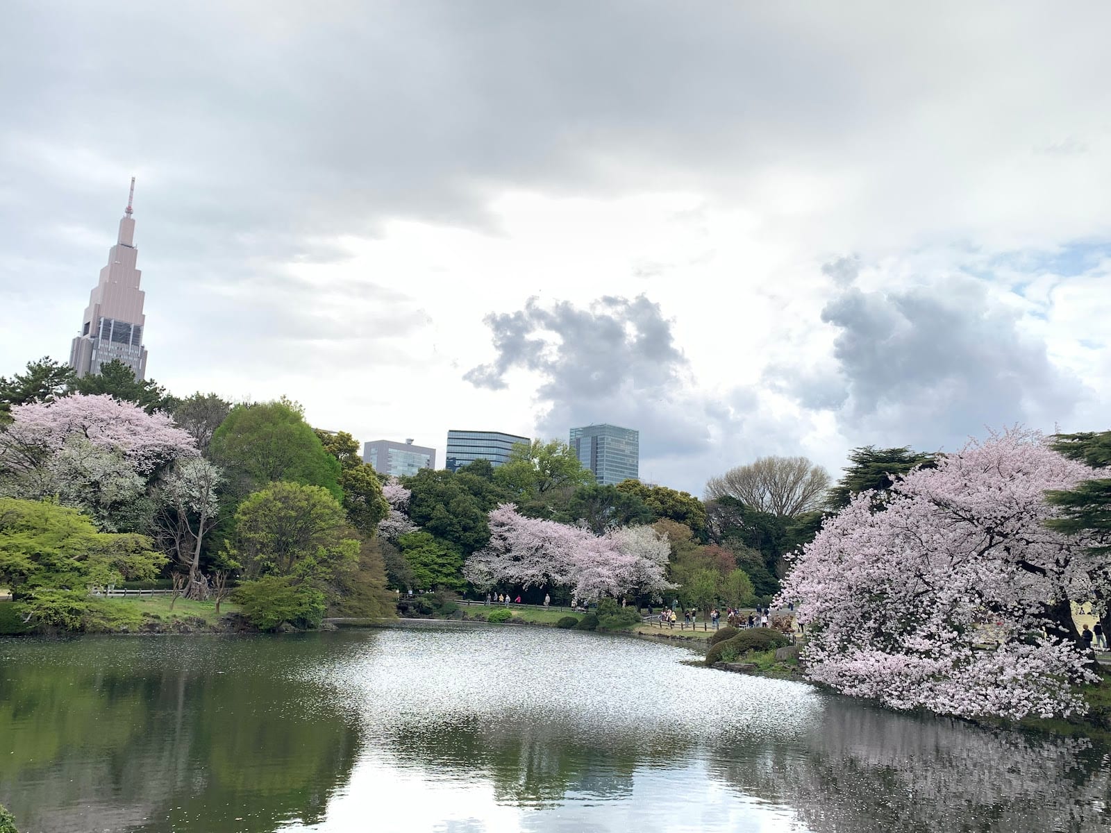 Cherry blossoms around a pond at Shinjuku Gyoen, with a Shinjuku tower beyond.